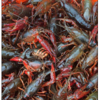 louisiana-live-crawfish-400x414_c