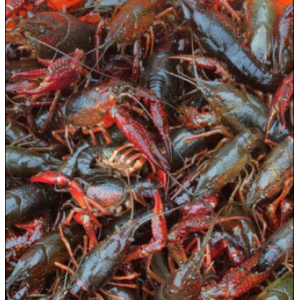 louisiana-live-crawfish-400x414_c